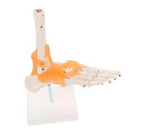 JUMPLAWN Life Anatomical Skeleton Teaching Aid for Doctors Learning Tool