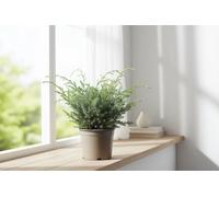 Jun Chin Blue Alps Pot Size 17 Cm Height 50 Juniper Indoor Houseplant