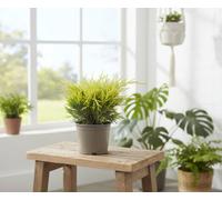 Jun Pfit Old Gold Pot Size 13 Cm Height 20 Pfitzer Juniper Indoor Houseplant
