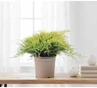 Jun Pfit Old Gold Pot Size 23 Cm Height 40 Pfitzer Juniper Indoor Houseplant