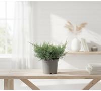 Jun Virg Grey Owl Pot Size 13 Cm Height 20 Kalanchoe Indoor Houseplant