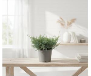 Jun Virg Grey Owl Pot Size 13 Cm Height 20 Kalanchoe Indoor Houseplant