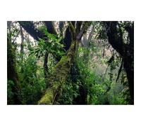 Jungle Rainforest Backdrop Majestic Foggy Mossy Tropical Forest Natural Landscape Photography Background Splendid Scenic Woodland Trees Backdrop for Hiking Travel Adventure Background Props 7x5ft