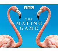 Jungles: In The Thick Of It