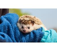 Junior Zookeeper Experience for Two