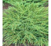 Juniperus communis 'Green Carpet' Compact Evergreen Conifer Plant | 9cm Pots