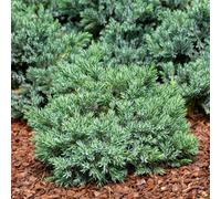 Juniperus Squamata Little Joanna Compact Dwarf Steely-Blue Foliage 1L Pots Thompson & Morgan