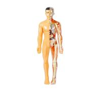 Juqoyue 3D Human Body Model for Kid Anatomy Skeleton DIY Organ Assembly Educational School Biological Teaching Aids Tool