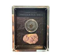 Jurassic Gallery Authentic Dinosaur Egg Shell Fossil Gift Box - 65 Million Year Old Cretaceous Specimen in Lucite Case, Teton County, USA