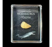 Jurassic Gallery Authentic Mosasaurus Tooth Fossil Gift Box - 66 Million Year Old Cretaceous Specimen in Lucite Case, North Africa