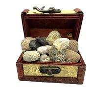 Jurassic Jacks Prehistoric Fossil Gift Set Collection with Real Dinosaur Fossils & Mosasaurus Fossil, Paleontology STEM STEAM Learning Resource