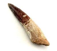 Jurassic Jacks Real Spinosaurus Spinosaur Dinosaur Tooth - Biggest Prehistoric Carnivore Dinosaur