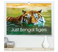 Just Bengal Tigers (High Quality Premium Wall Calendar 2026 DIN A2 landscape),CALVENDO 12 Month Wall Calendar: Magical Bengal Tigers Both Yellow and White with Stripes