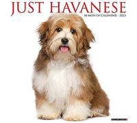 Just Havanese 2023 Wall Calendar