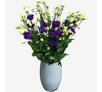 Just Lisianthus - Fresh Flower Purple Bouquet, Flowers Delivered Next Day, Purple Flowers Bouquet, Perfect for Birthday, Anniversary and Thank You Gifts