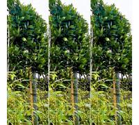 Just Pleachy 3 X Bay Pleached Trees (Laurus Nobilis, 180Cm Clear Stem, 14-16Cm Girth)