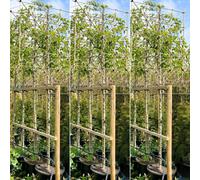 Just Pleachy 3 X Callery Pear Pleached Trees (Pyrus Calleryana Chanticleer, 180Cm Clear Stem, 14-16Cm Girth)