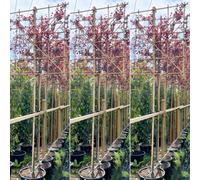 Just Pleachy 3 X Cherry Plum Pleached Trees (Prunus Cerasifera Pissardii, 180Cm Clear Stem, 14-16Cm Girth)