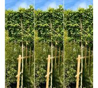 Just Pleachy 3 X Field Maple Pleached Trees (Acer Campestre, 180Cm Clear Stem, 14-16Cm Girth)