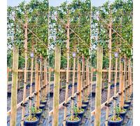Just Pleachy 3 X Japanese Privet Pleached Trees (Ligustrum Japonicum, 180Cm Clear Stem, 12-14Cm Girth)