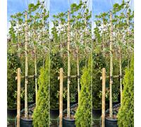 Just Pleachy 3 X London Plane Pleached Trees (Platanus Hispanica, 180Cm Clear Stem, 14-16Cm Girth)