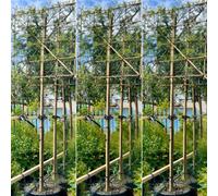 Just Pleachy 3 X Mimosa Pleached Trees (Acacia Dealbata, 180Cm Clear Stem, 12-14Cm Girth)