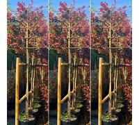 Just Pleachy 3 X Pink Marble Pleached Trees (Photinia Fraseri Cassini, 180Cm Clear Stem, 12-14Cm Girth)