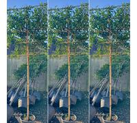 Just Pleachy 3 X Portuguese Laurel Pleached Trees (Prunus Lusitanica Angustifoliai, 180Cm Clear Stem, 12-14Cm Girth)