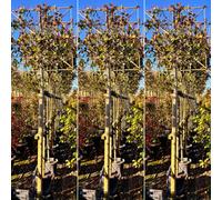 Just Pleachy 3 X Red Robin Pleached Trees (Photinia Fraseri, 180Cm Clear Stem, 8-10Cm Girth)