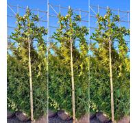 Just Pleachy 3 X White Camellia Pleached Trees (Camellia Japonica, 180Cm Clear Stem, 8-10Cm Girth)