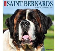 Just Saint Bernards 2021 Wall Calendar (Dog Breed Calendar)