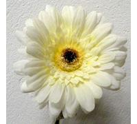 JustArtificial Artificial Silk Gerbera Classic Flowers - 63cm, White