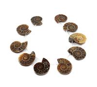 Justinstones 10pcs Side Drilled Natural Ammonite Fossil Loose Gemstone Beads by Justinstones