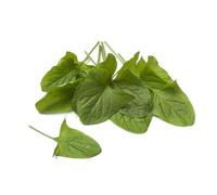 JustSeed Good King Henry Seeds, 150 Seeds