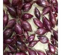 JustSeed - Onion Sets - Electric - 200g