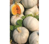 JustSeed Pumpkin Grey Ghost Seeds, Decorative and Culinary Variety, Large 5-7kg Grey Fruits with Sweet Orange Flesh, Early-Maturing Vine Type for Autumn Displays and Cooking (50 Seeds)
