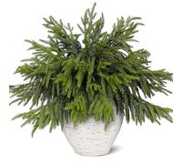 Juxdp 20 Pcs Real Touch Norfolk Pine Branches, Artificial Christmas Green Plants Branch Faux Greenery Stem Fake Pine Picks for Vase DIY Crafts Garland Wreath Xmas Indoor Outdoor Decor(18 Inches)