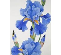 JWPSHIJIE 5D DIY Diamond Art and Craft Painting Kits, Flowers Crystal Rhinestone Cross Stitch Embroidery Canvas Painting Pictures by Numbers for Home Wall Decor