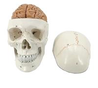 JYHUHGRG Life Size Human Skull Model Anatomical Anatomy Medical Teaching Skeleton Head Studying