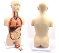 JYHUHGRG PVC Anatomy Model, Skeleton Model, Torso, Human Body Model, Teaching Model, Torso, Human Model, 45 Cm, Detachable, 16-Piece