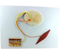 JYHUHGRG Reflexology Nerve Conduction Model, Medical Human Central Nerve System, Conducted, Nerve Reflexology Model, Medical Models