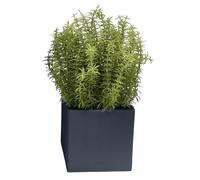K by Kelly Hoppen Potted Greenery