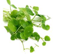 K2AQUA Hydrocotyle Leucocephala Brazilian Pennywort Live Aquarium Plan