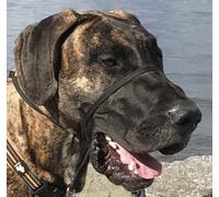 K9 Bridle - to stop your dog pulling (Large, Black)