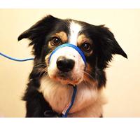K9 Bridle - to stop your dog pulling (Small, Blue)