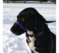 K9 Bridle - to stop your dog pulling (Small, Purple)
