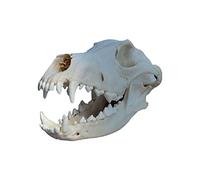 K99 Dog Skull Model - Real Animal Dog Skull Specimen - Dog Head Skeleton Natural Teeth Bone Specimen Model Taxidermy Supplies Art Bone Vet Medicine,20CM