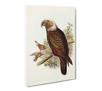Ka Parrot By Elizabeth Gould Canvas Print | Gallery Wrapped 30mm Frame Wall Art | 30x20 inches | Ready to Hang | Retro Animals Picture | Living Room Bedroom Lounge Office