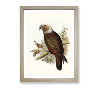 Ka Parrot By Elizabeth Gould Vintage Framed Print | A2 Oak Framed Wall Art | Ready to Hang | Classic Animal Picture | Living Room Bedroom Lounge Office