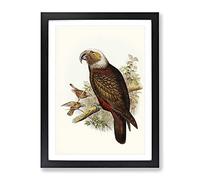 Ka Parrot By Elizabeth Gould Vintage Framed Print | A3 Black Framed Wall Art | Ready to Hang | Classic Animal Picture | Living Room Bedroom Lounge Office